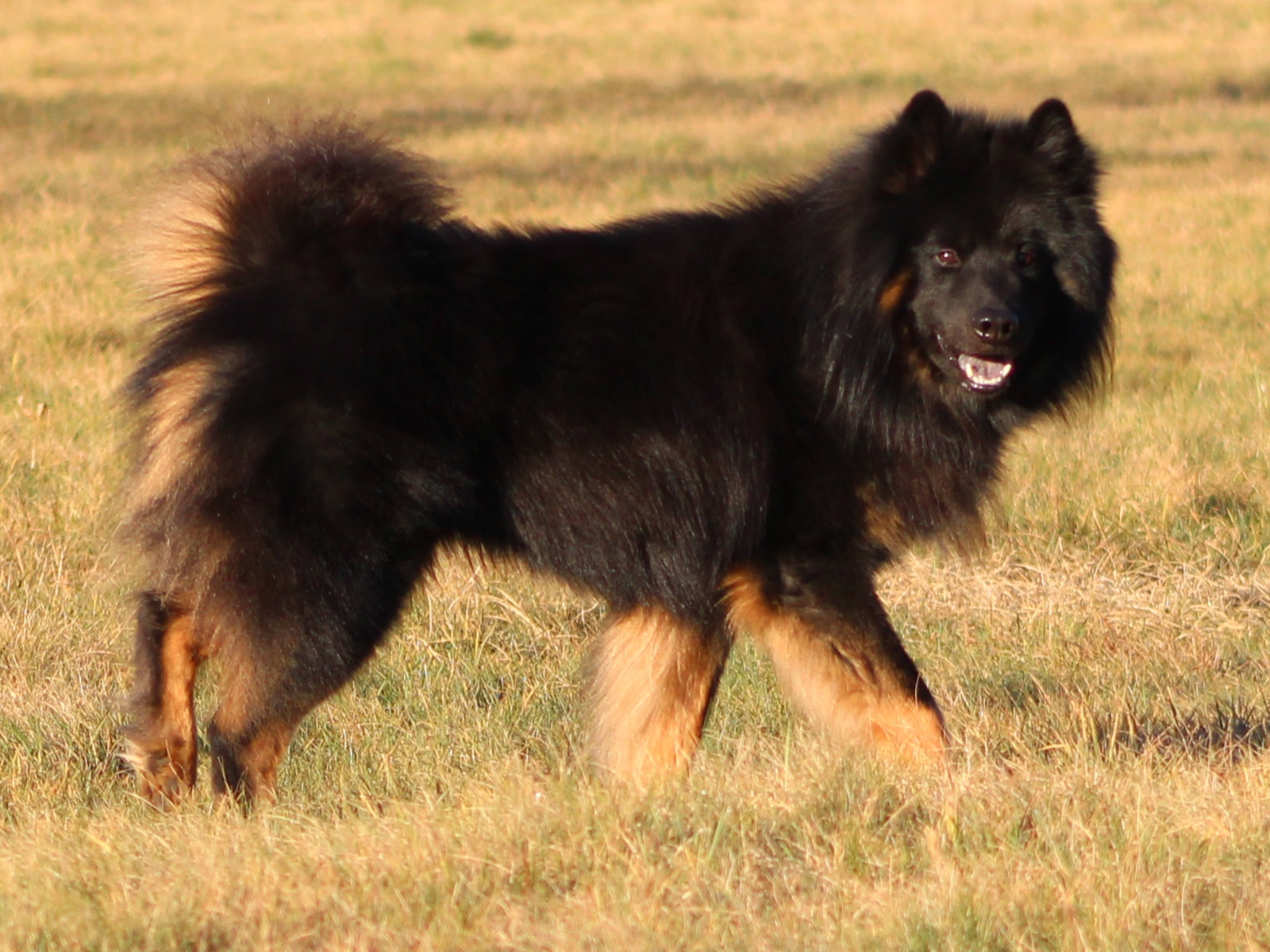 Das ist Teddy, der Papa vom A-Wurf