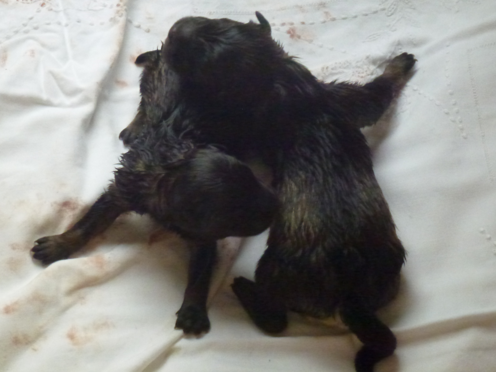 Unsere Mädels gerade geboren