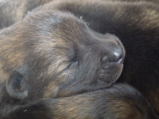 5 Tage alt