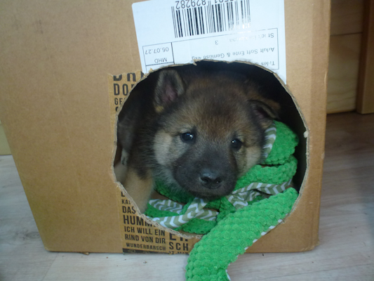 Was schaut denn da aus der Box?
