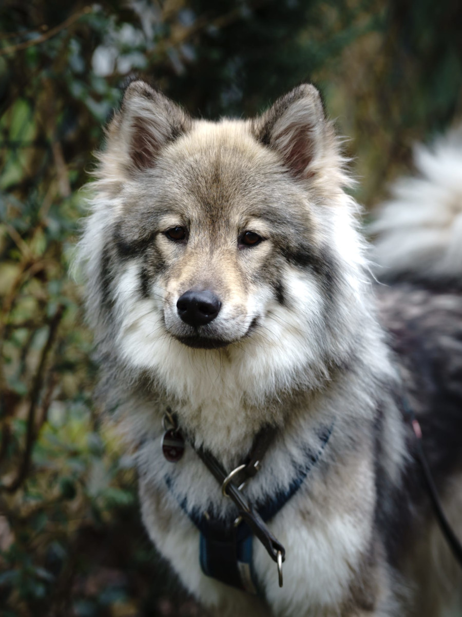 Baronesse Ilvi von der Oberen Aller