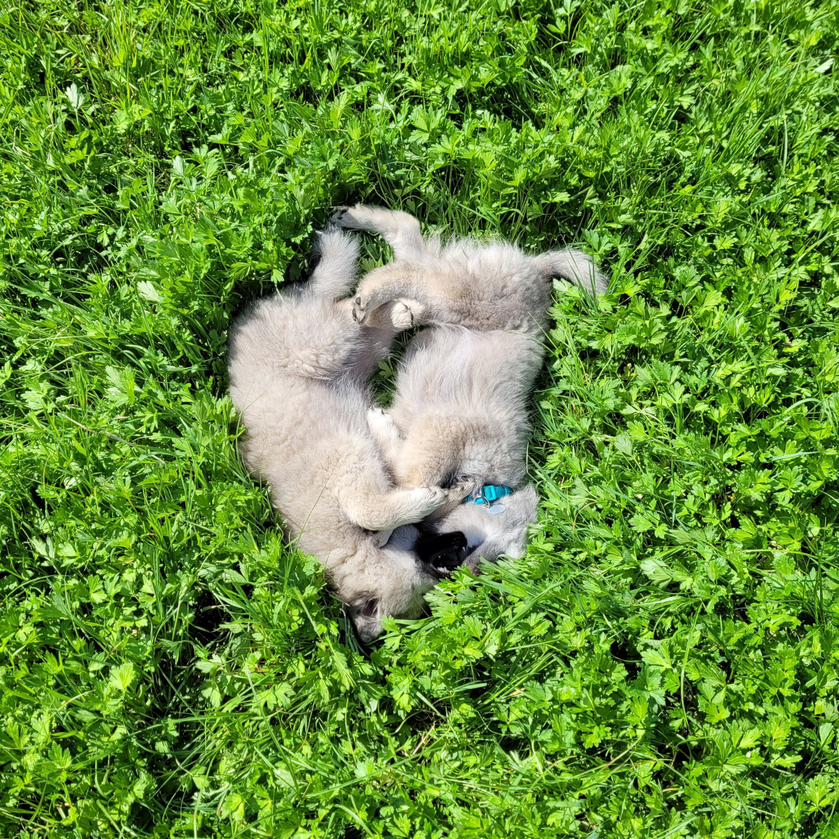 Spielen mit meiner Schwester