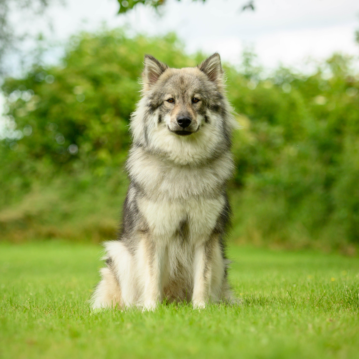 Baronesse Ilvi von der Oberen Aller